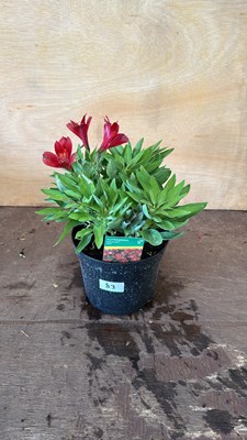 Lot 1083 - Alstroemeria - Doba