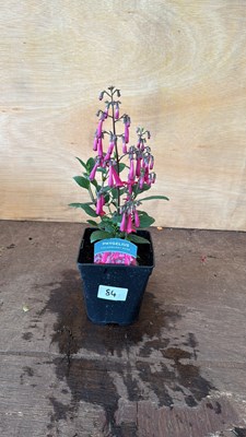 Lot 1084 - Phygelius - New Zealand Fuchsia