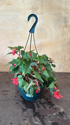 Lot 1085 - Red Begonia hanging pot