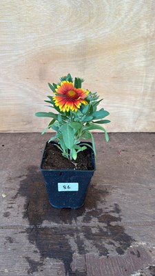 Lot 1086 - Arizona Sun