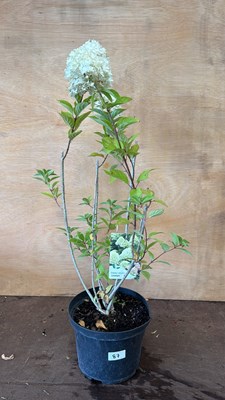 Lot 1087 - Hydrangea Paniculata - Limelight
