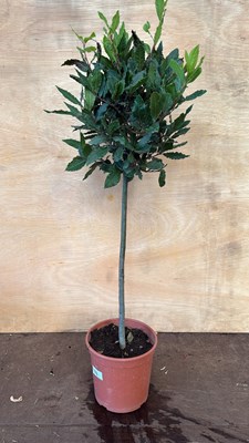 Lot 1088 - Standard Bay