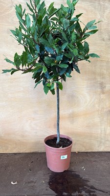 Lot 1089 - Standard Bay