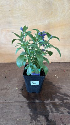 Lot 1090 - Salvia - Blue