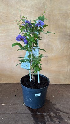 Lot 1091 - Clematis - Compact and easy Purple