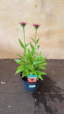 Lot 1092 - Echinacea - Orange