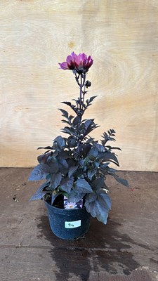 Lot 1094 - Dahlia - Happy days Pink