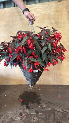 Lot 1095 - Red Begonia hanging cone