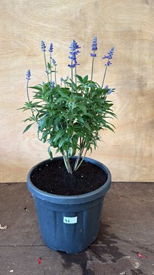 Lot 1096 - Large Salvia - Deep Ocean
