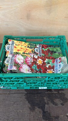 Lot 1097 - 12 packs of mixed Summer bulbs