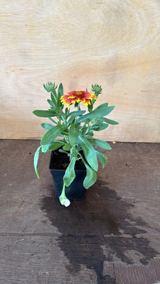 Lot 1098 - Arizona Sun