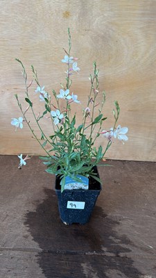 Lot 1099 - Gaura - White