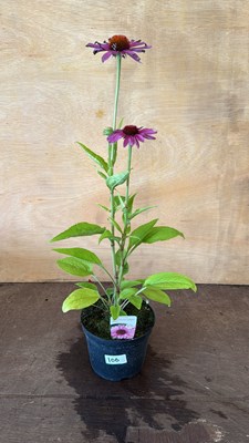 Lot 1100 - Echinacea - Prairie Splendor compact rose