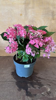 Lot 1101 - Pink Hydrangea