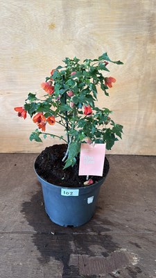 Lot 1102 - Patio Abutilon