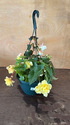 Lot 1103 - Lemon and white Begonia hanging pot