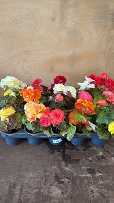 Lot 1104 - Tray of 15 mixed Begonias