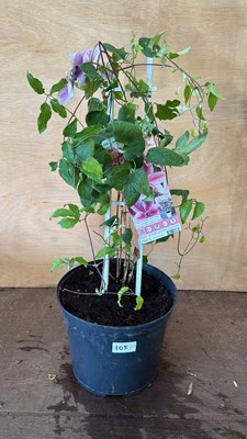 Lot 1105 - Clematis - Compact and easy Pink striped
