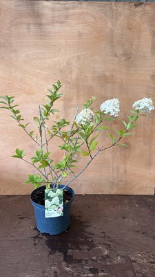 Lot 1106 - Hydrangea Paniculata - Limelight