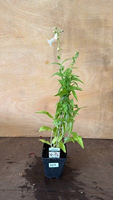 Lot 1107 - Penstemon - Apple Blossom