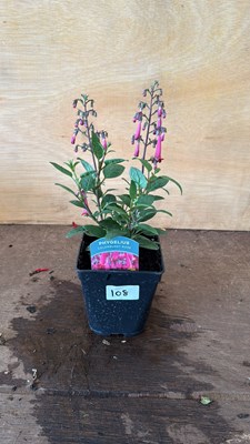 Lot 1108 - Phygelius - New Zealand Fuchsia