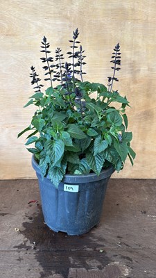 Lot 1109 - Large and well established Dark blue Salvia