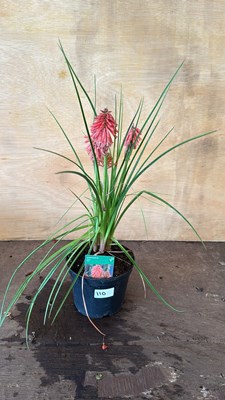 Lot 1110 - Red Hot poker