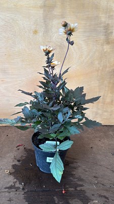 Lot 1111 - Dahlia - Happy days white