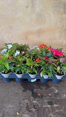 Lot 1112 - Tray of 15 mixed New Guineas