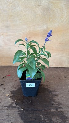 Lot 1113 - Salvia - blue