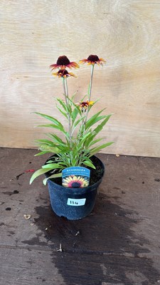 Lot 1114 - Echinacea - Sombrero special halo yellow red