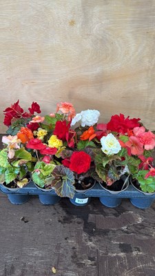 Lot 1115 - Tray of 15 mixed Begonias