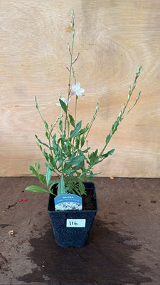 Lot 1116 - Gaura - White
