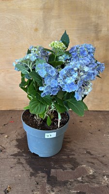 Lot 1117 - Hydrangea - Blue