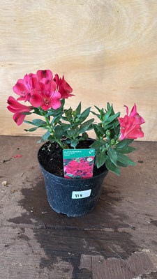 Lot 1118 - Alstroemeria - Valetta