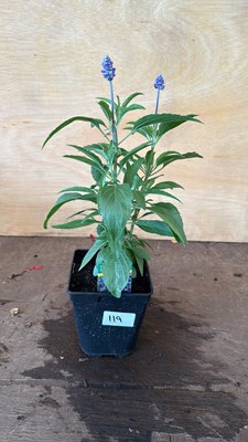 Lot 1119 - Salvia - Blue