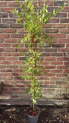 Lot 1120 - Weeping Salix