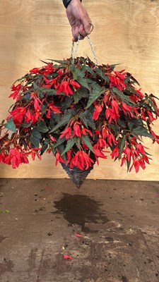 Lot 1121 - Red Begonia hanging cone