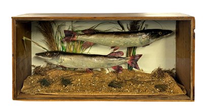 Lot 416 - Taxidermy Interest - A pair of Jack Pike set...