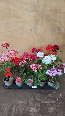Lot 1001 - Tray of 15 mixed Geraniums
