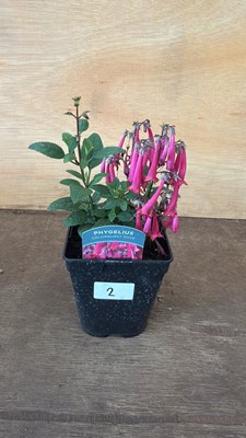 Lot 1002 - Phygelius - ‘New Zealand Fuchsia’