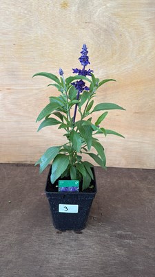 Lot 1003 - Salvia - ‘Farina Blue’