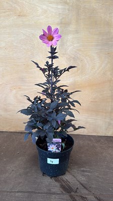 Lot 1004 - Dahlia - ‘Happy Days Pink’
