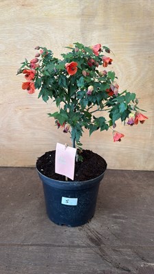 Lot 1005 - Patio Abutilon