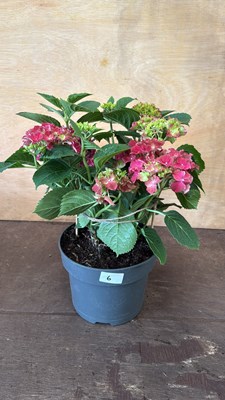 Lot 1006 - Pink Hydrangea