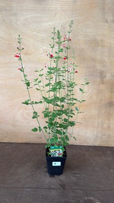 Lot 1007 - Salvia - ‘Hot Lips’