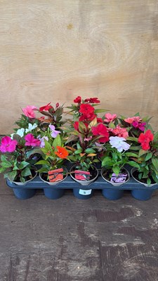 Lot 1008 - Tray of 15 mixed New Guinea Impatiens
