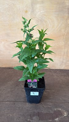 Lot 1009 - Penstemon - ‘Partybells Violet’