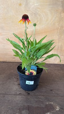 Lot 1010 - Echinacea - ‘Sombrero Special Halo Yellow Red’