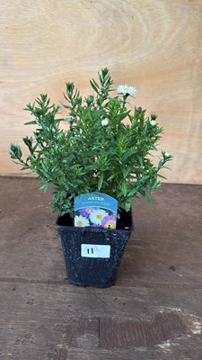 Lot 1011 - Aster - ‘Alpha Universe’